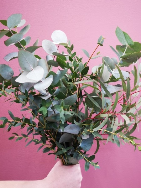 Eucalyptus-kimppu